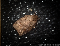 Thyromorpha stibaropis