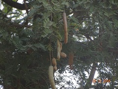 Tamarindus indica image