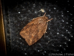 Thyromorpha stibaropis
