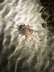 Isarachnanthus