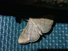 Poliobotys ablactalis