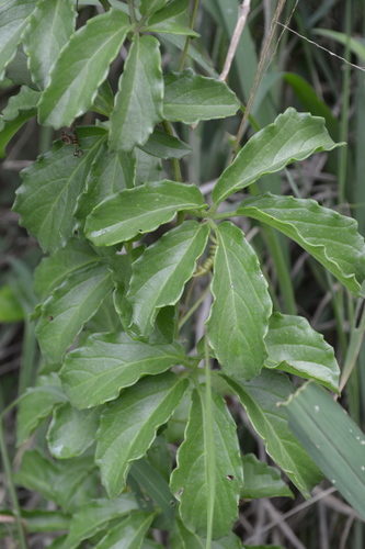 Cyphostemma puberulum