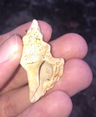 Pterochelus triformis