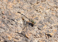 Austrogomphus cornutus