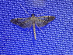 Duponchelia lanceolalis