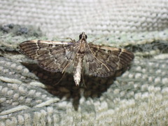 Duponchelia lanceolalis