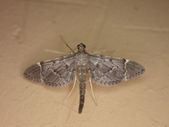 Duponchelia lanceolalis