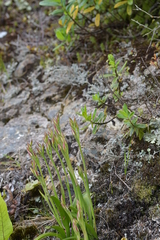 Thelymitra longifolia