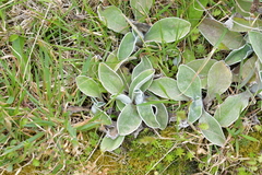 Craspedia uniflora maritima