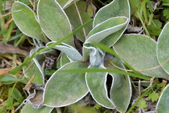 Craspedia uniflora maritima