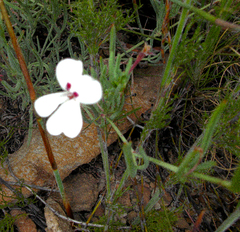 Pelargonium laevigatum laevigatum