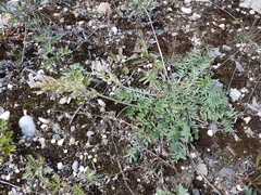 Oxytropis sajanensis