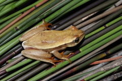Arum Lily Frog photo 5