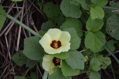 Hibiscus calyphyllus
