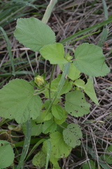 Hibiscus calyphyllus