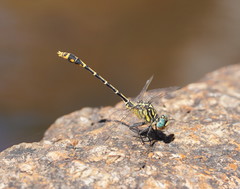 Austrogomphus australis