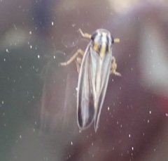 Eurybregma nigrolineata