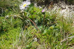 Brachyscome decipiens
