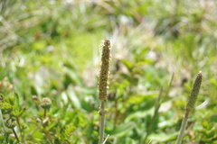 Plantago euryphylla