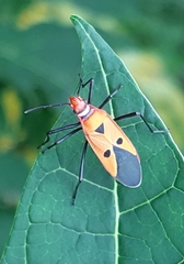 Dysdercus cingulatus