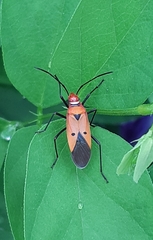 Dysdercus cingulatus