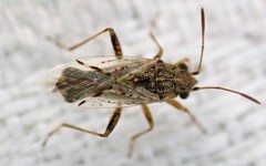 Nysius vinitor