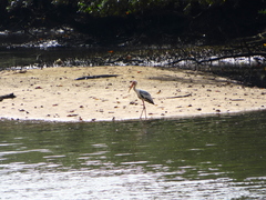 Mycteria leucocephala