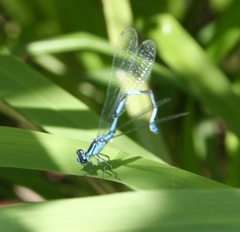 Coenagrion lanceolatum