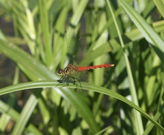 Sympetrum kunckeli