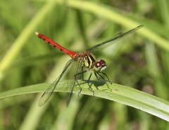 Sympetrum kunckeli