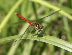 Sympetrum kunckeli