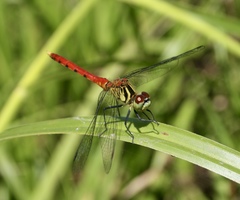 Sympetrum kunckeli