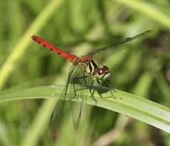 Sympetrum kunckeli