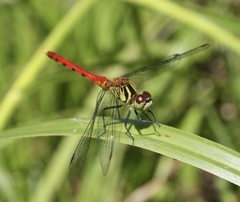 Sympetrum kunckeli
