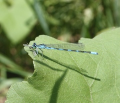 Coenagrion lanceolatum