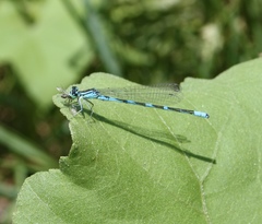 Coenagrion lanceolatum