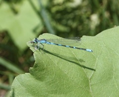 Coenagrion lanceolatum