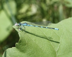 Coenagrion lanceolatum