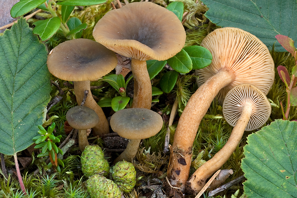 Lactarius cyathuliformis