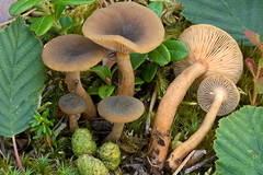 Lactarius cyathuliformis