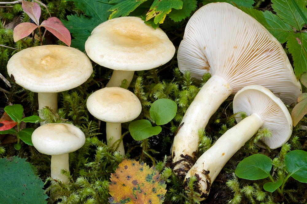 Lactarius flavopalustris