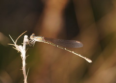 Austrolestes aridus