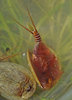 Tadpole Shrimps - Photo (c) 2009 Doug Wirtz, some rights reserved (CC BY-NC-SA)