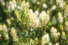 Orites lancifolius