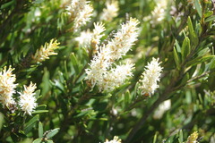 Orites lancifolius