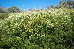 Orites lancifolius