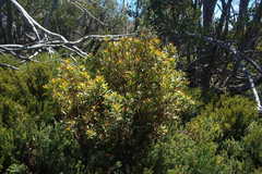 Tasmannia xerophila