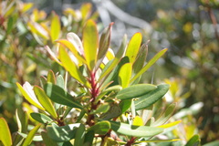Tasmannia xerophila