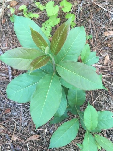 Phytolacca americana image