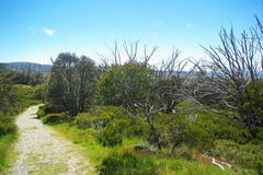Eucalyptus pauciflora